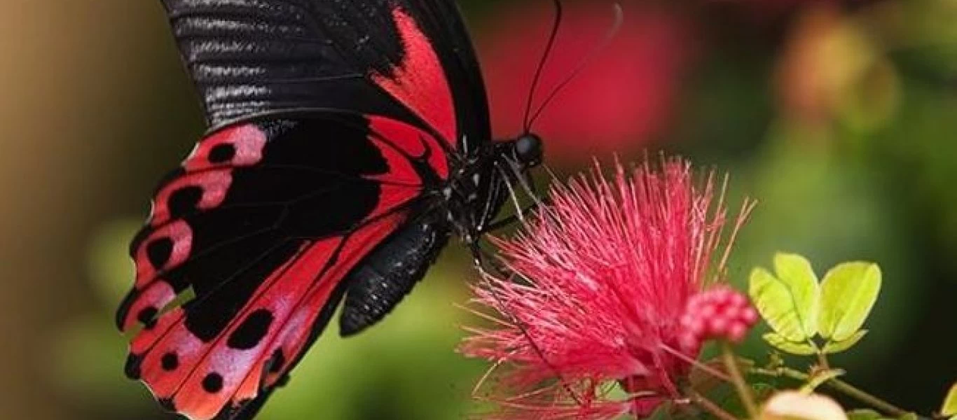 Στη Βουλγαρία οι πεταλούδες ελεύθερες πετούν - Το φεστιβάλ στην άκρη ενός καταρράκτη (βίντεο)